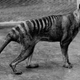 A Tasmanian tiger, or thylacine.